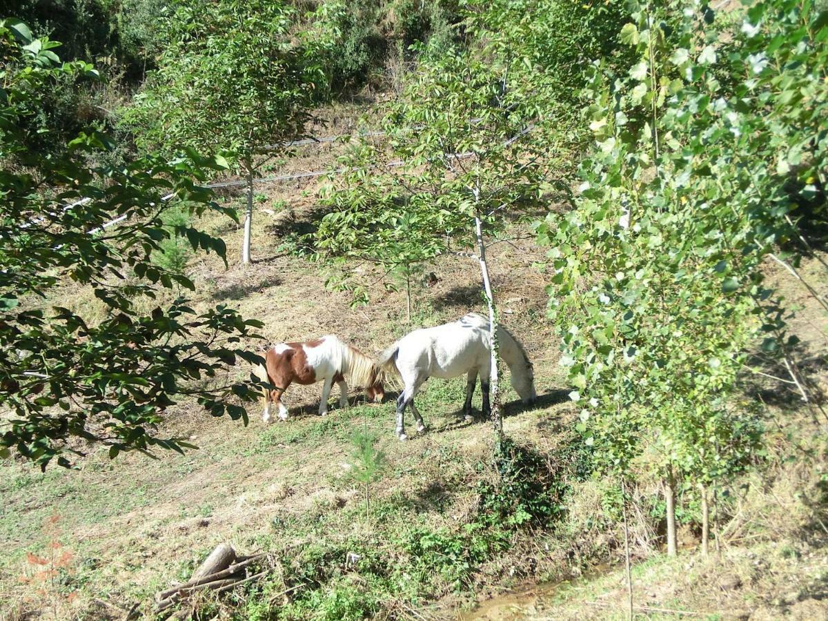 Apartamento En Pleno Montseny Mas Romeu Turisme Rural Arbúcies 외부 사진